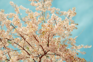 Wild Himalayan Cherry spring blossom