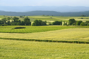 Fototapeta na wymiar blé et vignes en Ardèche