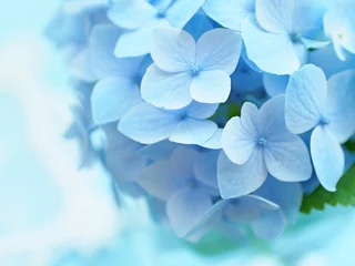 Cercles muraux Hortensia 青いアジサイ