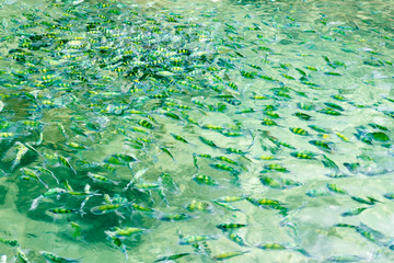 fishes in the sea of thailand, krabi sea