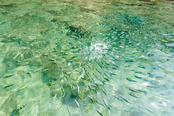 Naklejka na ściany i meble fishes in the sea of thailand, krabi sea