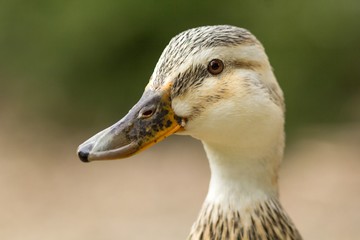 Weibliche Ente / Female duck