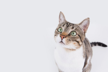 Surprised Cat  sitting and looking to camera isolated on blue background.