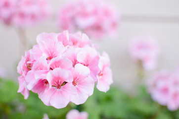 ピンクの紫陽花