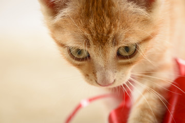 Orange tabby kitten playing with red bow from gift box on beige background