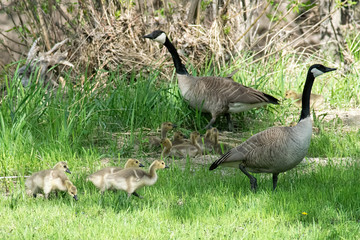 Canada Geese with goslings.