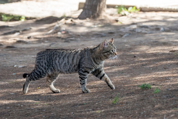 Gray cat with black stripes on the track 2