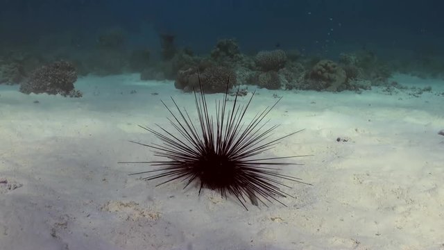 Black diadem sea urchin (Echinothrix diadema) on sandy bottom in search of food on Coral Reef. Amazing, beautiful underwater marine sea world Red Sea and life of its inhabitants, creatures and diving.