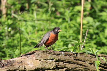 American Robin standing on dead tree in early morning sun