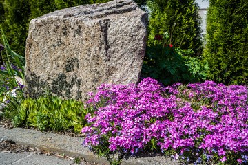 Heide Nelke Steingartenpflanzen