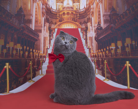 Important Scottish Fold cat on the red carpet