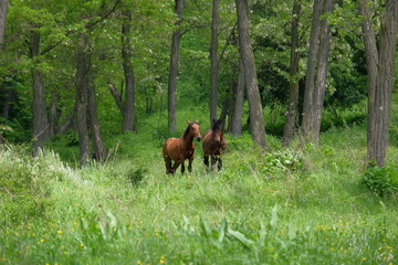Wild horses in forest.