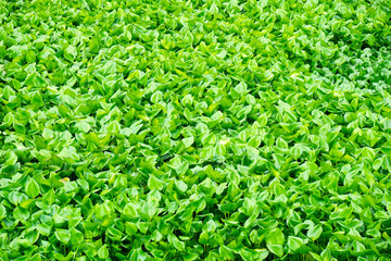Water hyacinth (Eichhornia crassipes) green nature for background and texture