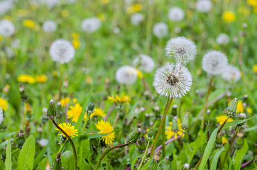 dandelions on the meadow
