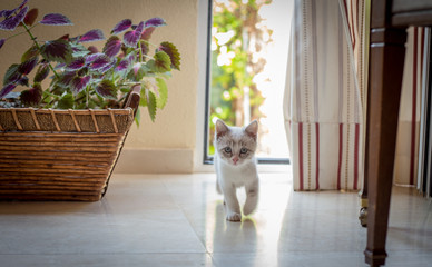 peque&ntilde;o gato mascota