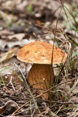 Porcini fungi (Boletus edulis)