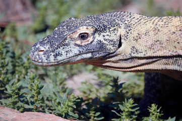 Komodo dragon (Varanus komodoensis)