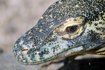 Komodo dragon (Varanus komodoensis)