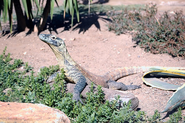 Komodo dragon (Varanus komodoensis)