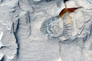 Amonite fossil in limestone. © lcrms