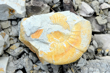 Amonite fossil in limestone.