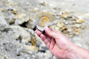 hand holds Amonite fossil in limestone.