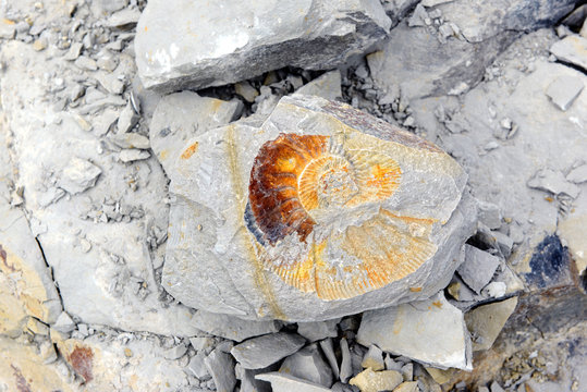 Amonite fossil in limestone.