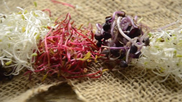 Sprouts Medicago sativa Raphanus sativus Beta vulgaris Sprouting Germogli Graine germ&eacute;e Germinazione Kiełki kulinaria Sprossengem&uuml;se Semillas germinadas Проращивание 맹아 スプラウト הנבטה Kiemgroente अंकुरण 