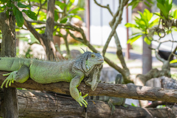 green iguana on wood