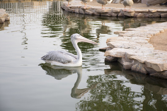 Pelican at lake 