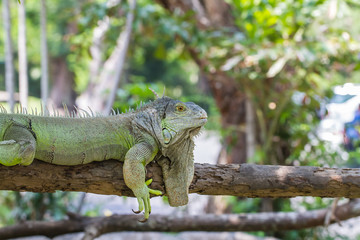 green iguana on wood