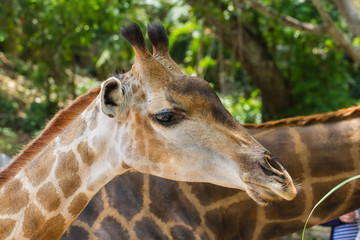 Portrait of giraffe