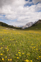 Flowery alpine meadow