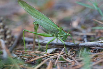 The female green grasshopper lays her eggs in the earth