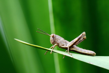 Grasshopper on Leaf with Green Blurry Background