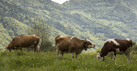 grazing cows in the italian Alps