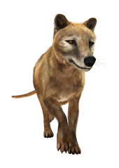 3D Rendering Thylacine on White
