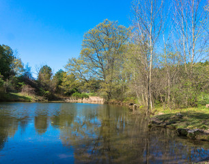 Fototapeta na wymiar trees reflected on country rural pond 