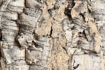 Cork tree bark