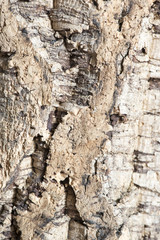 Cork tree bark