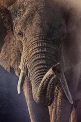Crédence de cuisine en verre imprimé Éléphant Portrait of an African elephant