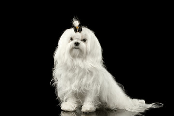 Portrait of Serious White Maltese Dog Sitting with tie Looking in Camera isolated on Black...