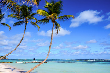 Paradise landscape with palm tree and crystal sea water