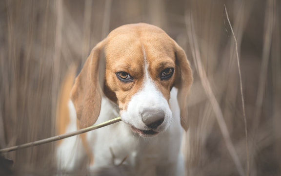 Beagle Dog in tall grass