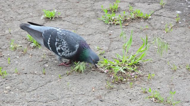 Big beautiful pigeon looking for food