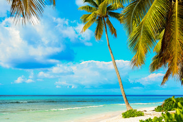 Caribbean palm tree with a crystal clear sea in Saona Island