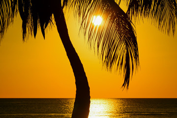 Caribbean palm tree silhouette at sunset in Bayahibe