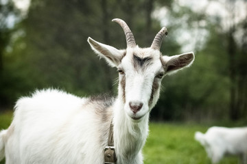 domestic goats outdoor
