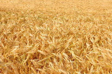 Wheat field. Ears of golden wheat close up. Background of ripeni