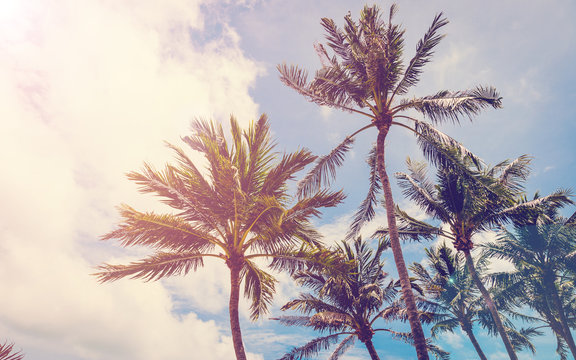 coconut tree on beach, tree on beach, palm on beach, beach vinta